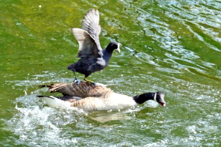 Coots love to surf on geese?
