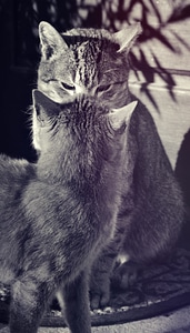 Cat cats domestic cat