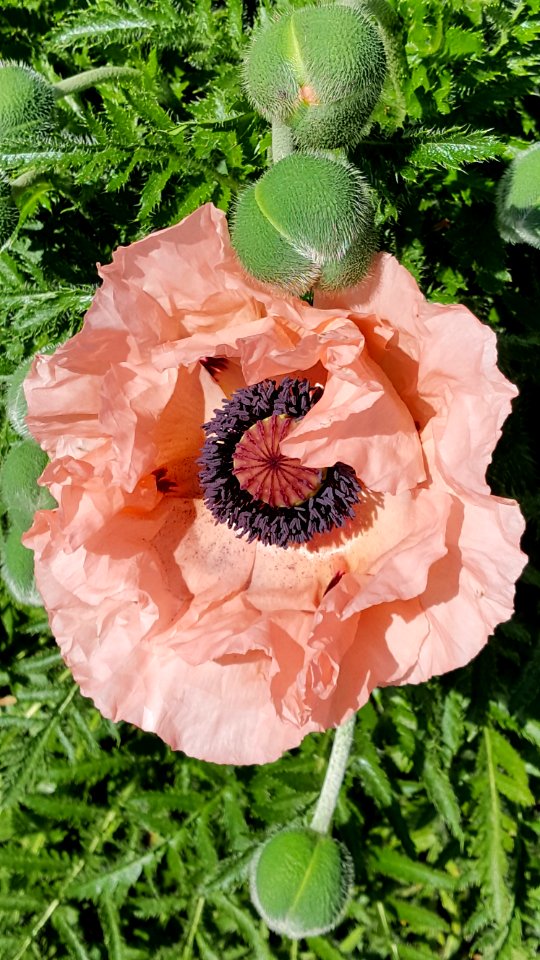 Flowers I found today