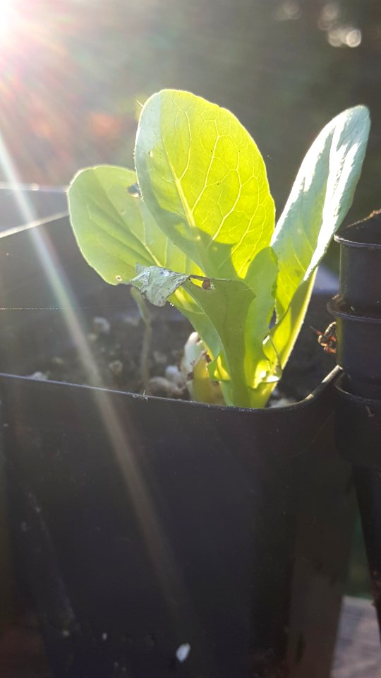 Day 140 lettuce