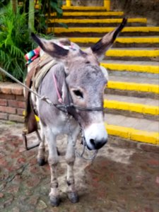 Day 025 Burro burrito