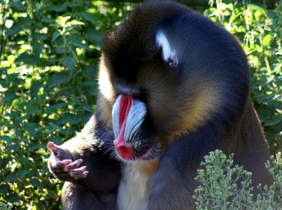Wingham Wildlife Park