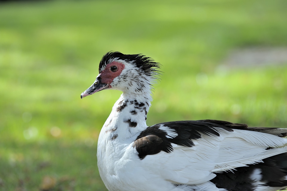 Duck nature feather
