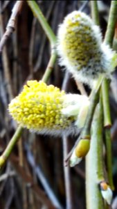 Pussy willow