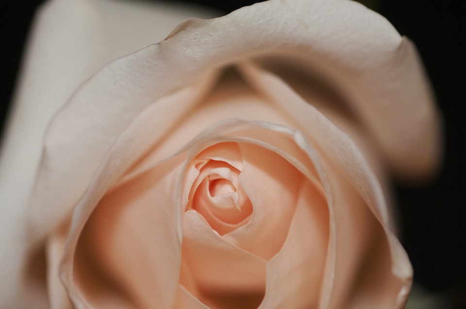 Romance decor blossom