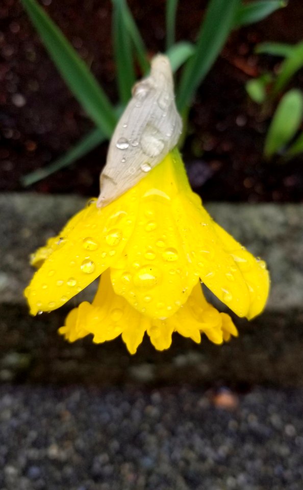 Day #094 April showers