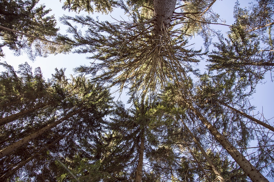 Nature leaves tree