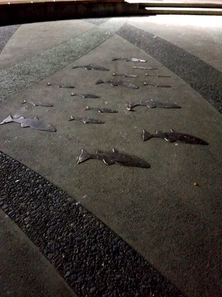 Day 343 something is fishy