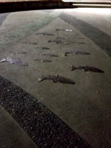Day 343 something is fishy
