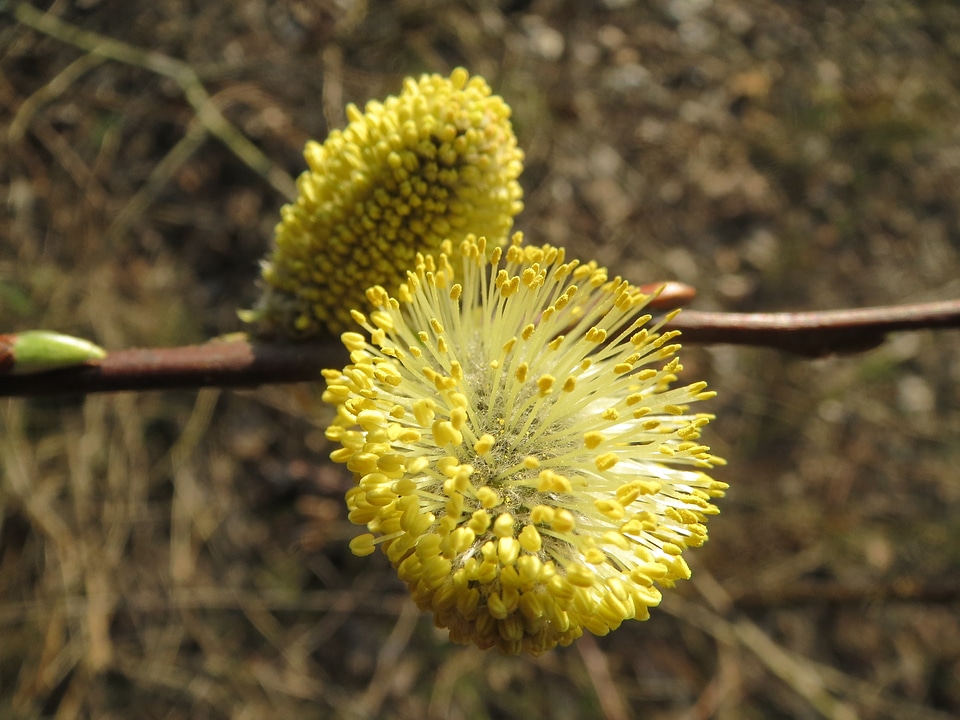 Great sallow catkins inflorescence