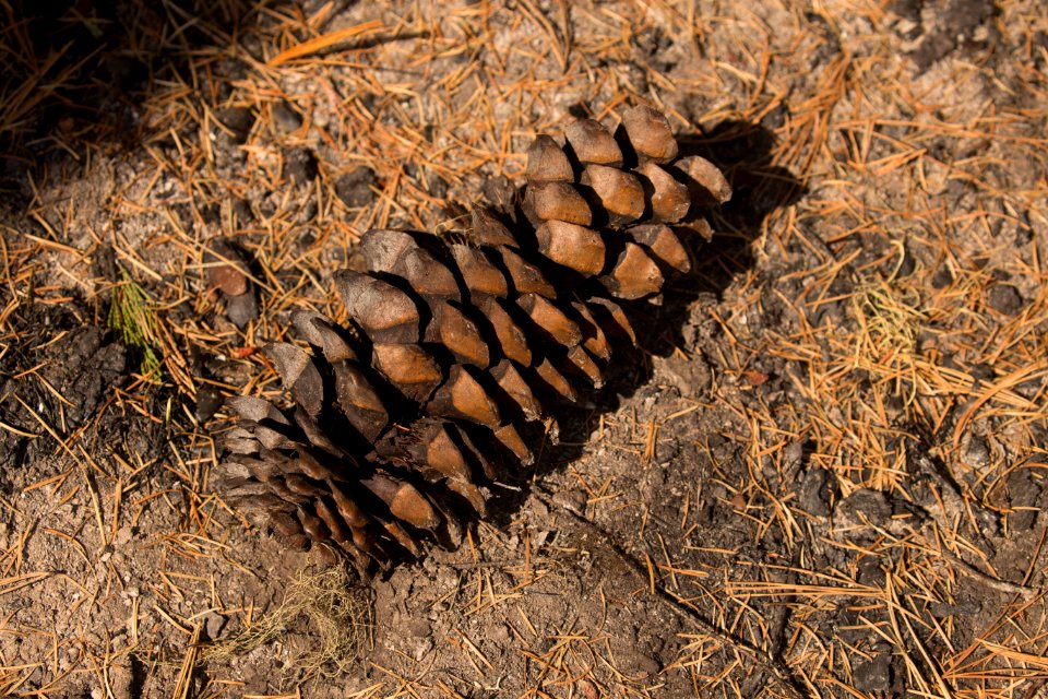 pine cone, post-fire, Umpqua National Forest Fires, 2017