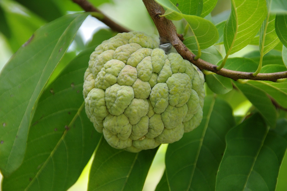 Green custard apple delicious