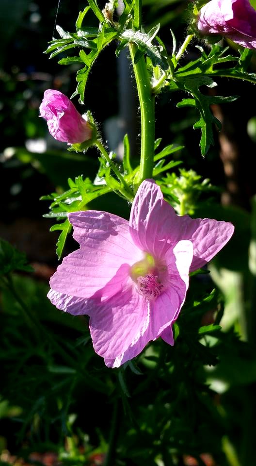 #365 muskmallow photo