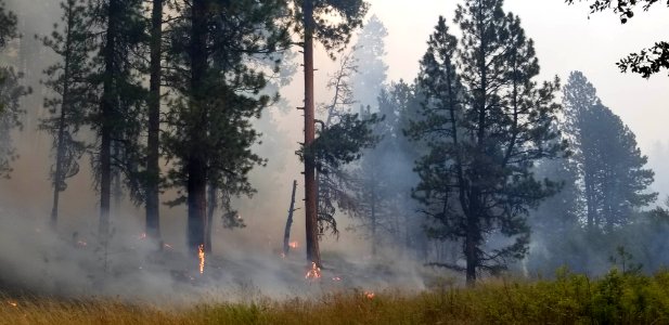 The Canyon 66 Prescribed fire licks up the grass and underbrush leaving the mature trees unharmed photo