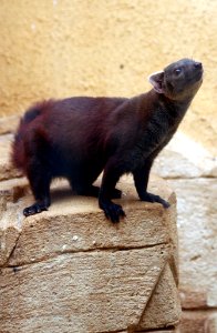 RING-TAILED VONTSIRA photo