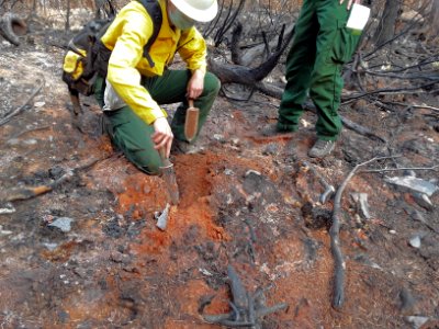 BAER specialists assess a small isolated patch of High Soil Burn Severity on the Beachie Fire. Small pockets of high soil burn severity are often associated with stumps or downed logs that smolder and burn for long periods of time. photo