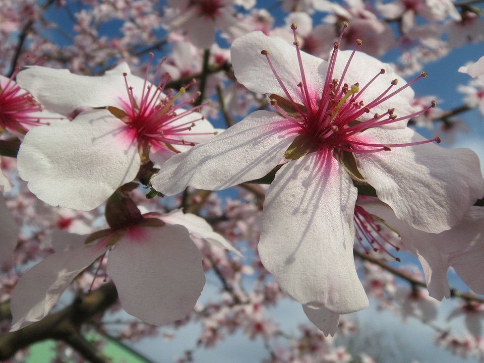 Macro blooming tree