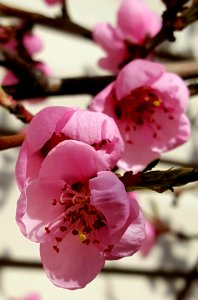 Peach blossoms