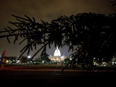 Top of tree and US Capitol