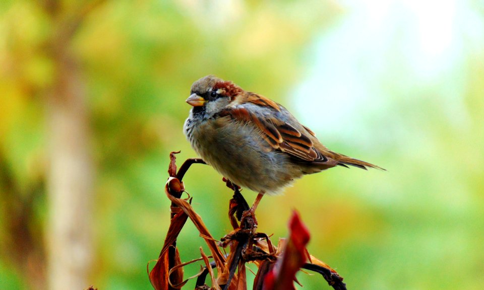 Male Sparrow