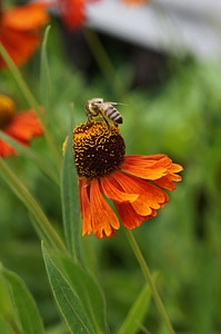 Garden bee poland