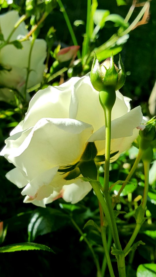 Day 172 white rose photo