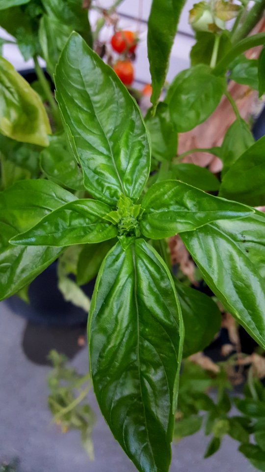Day 248 pesto tomorrow