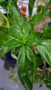 Day 248 pesto tomorrow