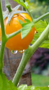 #365 cherry tomatoes photo