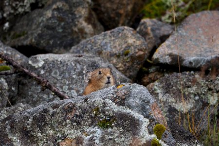 Pika