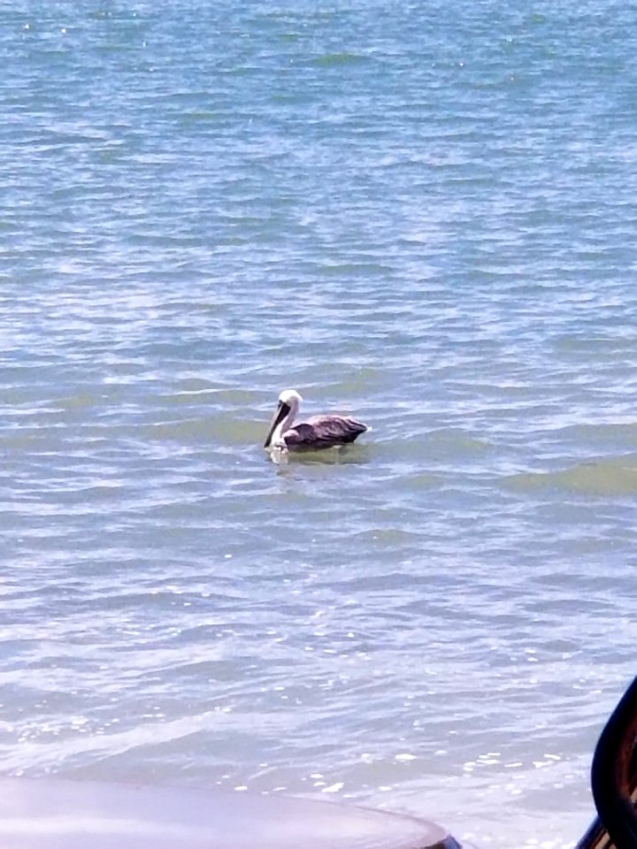 pelican floating