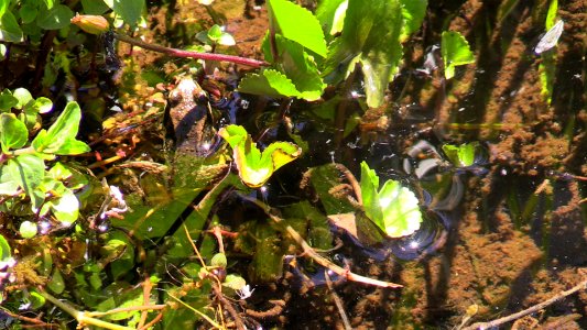 201506-FS-Olympic-Frog in upper elevation wetland