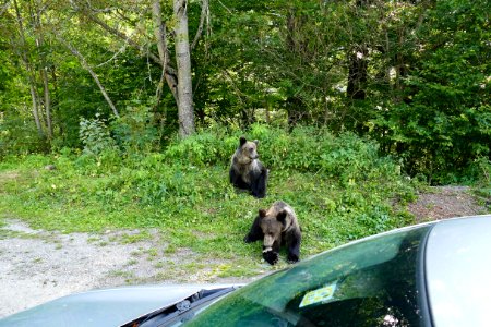 Wild Carpathian bears