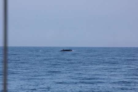 IMG 8524