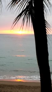 palm silhouette photo