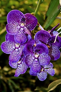 Color flower plant