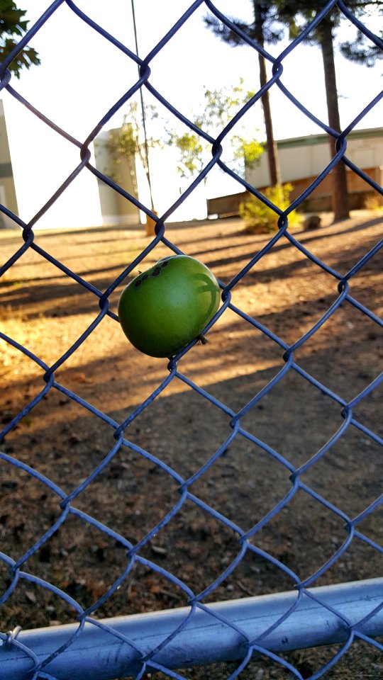 On the fence
