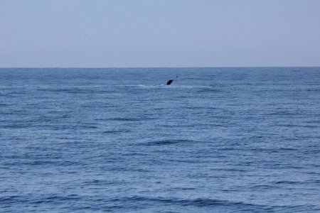 IMG 8526