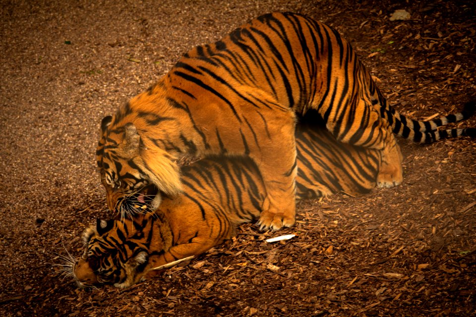Sumatran Tiger