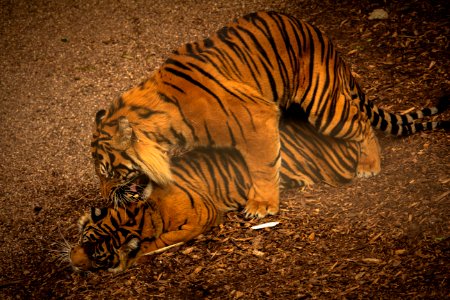 Sumatran Tiger photo