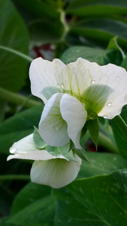 Pea flowers and water drops