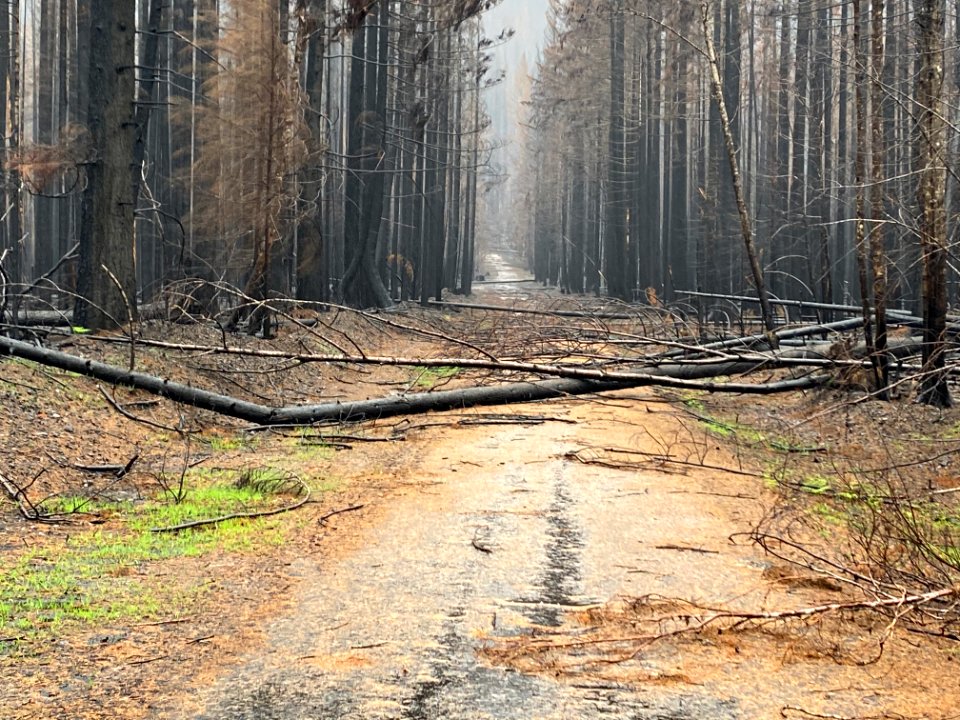 Trees fallen over road 2