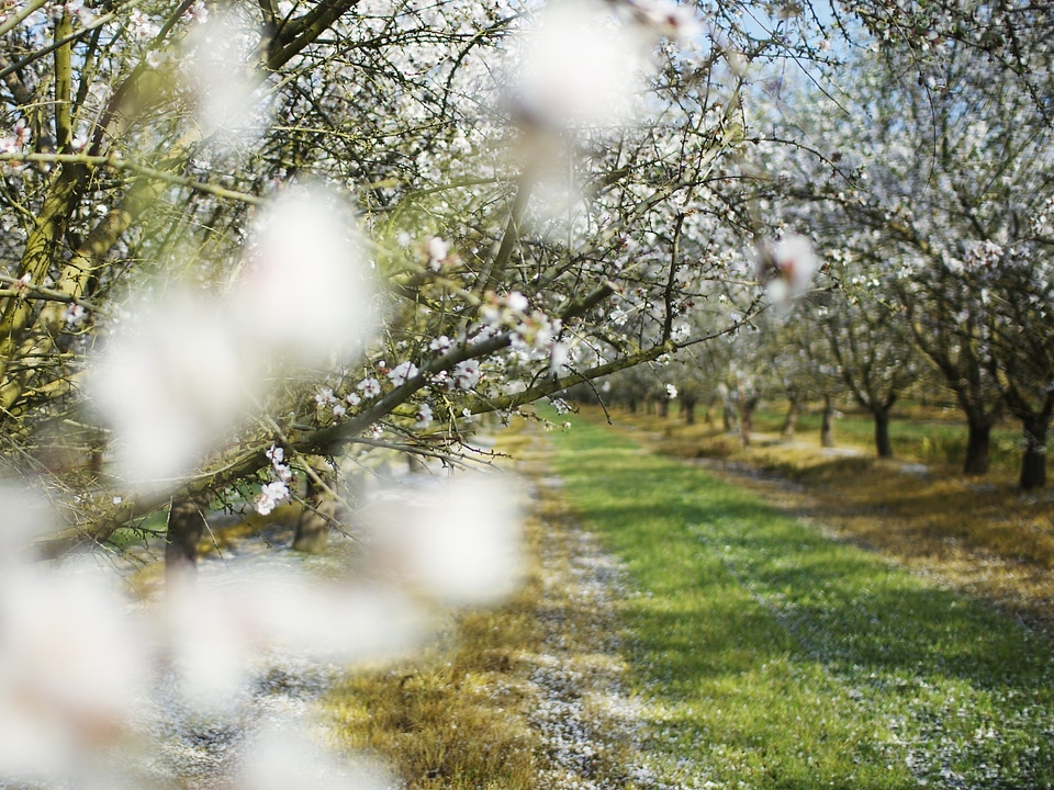White flower path