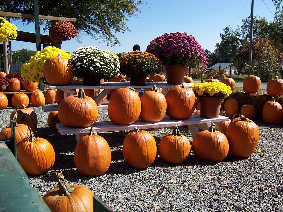 Halloween harvest fall backgrounds