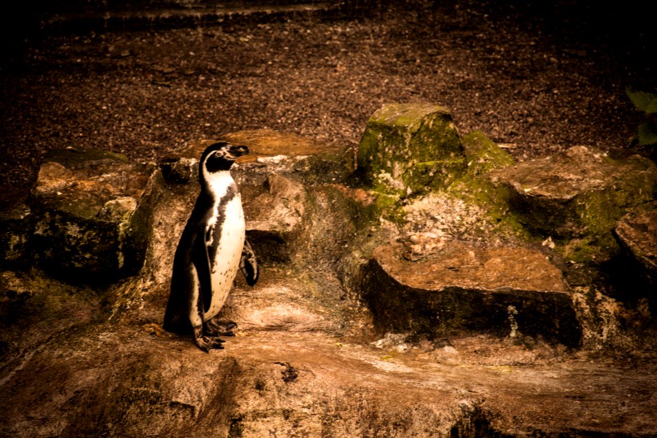 HUMBOLDT PENGUIN