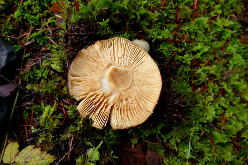 20201203 Olympic Fungus at MildredLakesTrailhead BetsyHowell