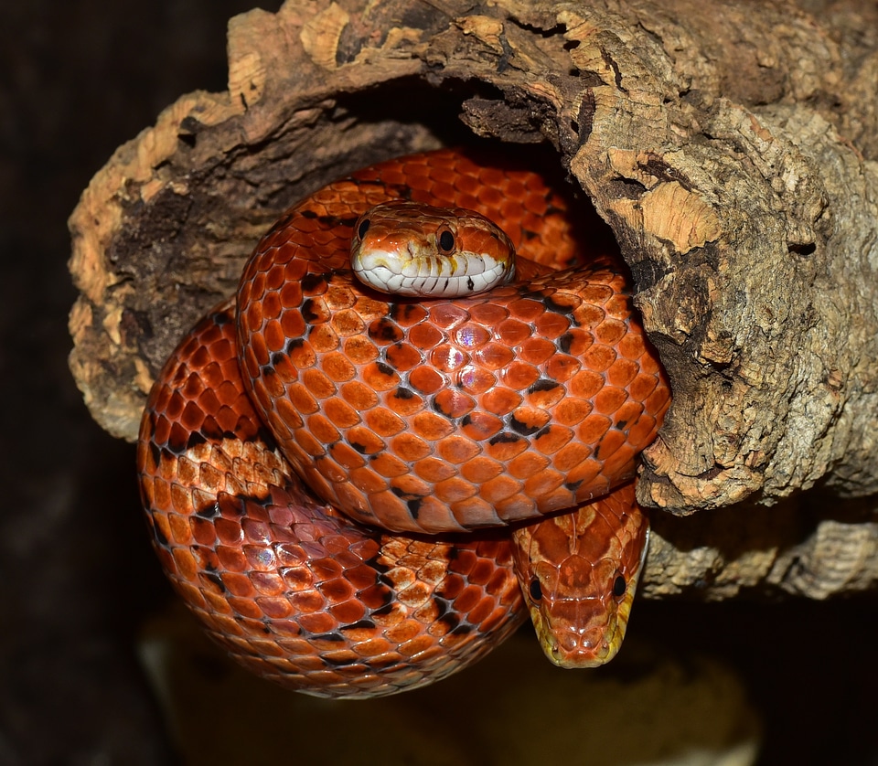 Reptile scale terraristik