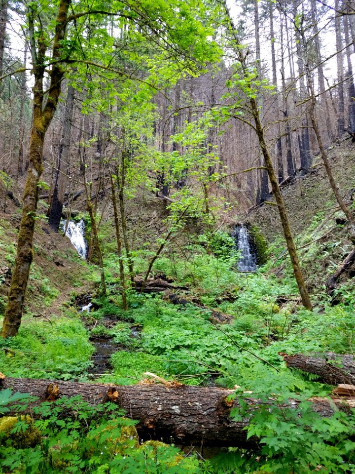 At Tanner Creek Trail along the 777 Road there is a little oasis of green at Tanner Creek, June 2018.