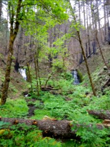 At Tanner Creek Trail along the 777 Road there is a little oasis of green at Tanner Creek, June 2018.