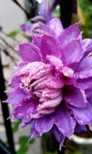 #365 double clematis photo